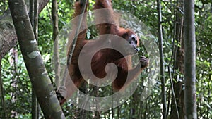 Orangutan hanging in tree while eating sugar cane
