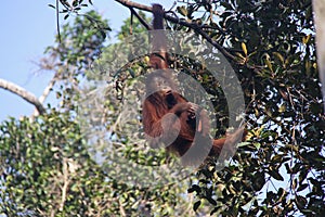 Orangutan hanging on a tree, Indonesia