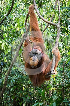 Orangutan hanging in the trees