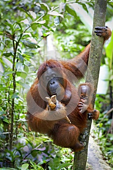 Orangutan with her baby