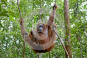 Orangutan with her baby photo