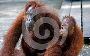 Orangutan with her baby, Semenggoh, Borneo, Malaysia