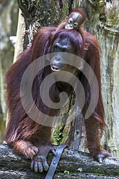 An orangutan with her baby at the Singapore Zoo.