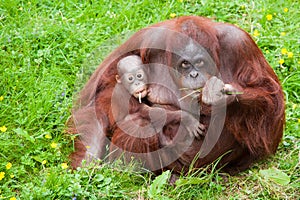 Orangutan with her cute baby