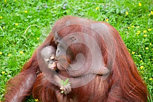 Orangutan with her cute baby