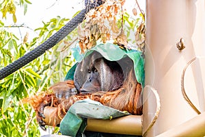 Orangutan hiding under a green carpet. Auckland Zoo, Auckland, New Zealand