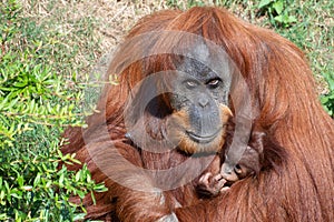 An Orangutan holding a baby