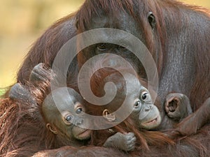 Orangutan with infants