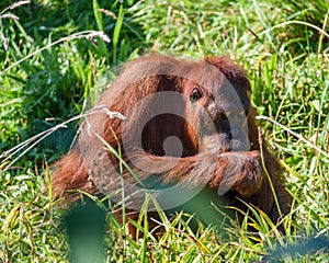 Orangutan at Jersey