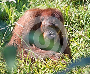 Orangutan at Jersey