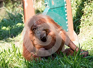 Orangutan at Jersey