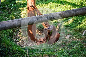 Orangutan at Jersey