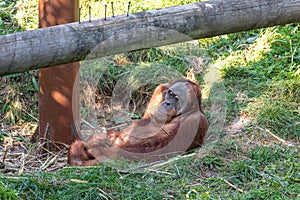 Orangutan at Jersey