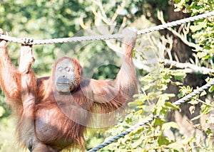 Orangutan at Jersey