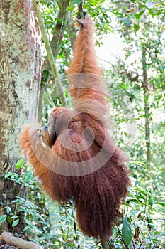 Orangutan in the jungle