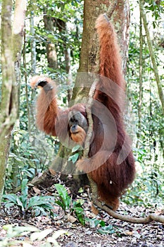 Orangutan in the jungle