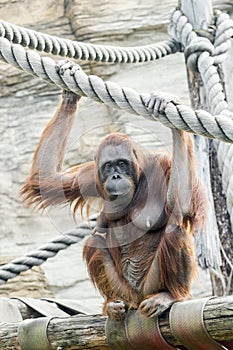 Orangutan in the jungle of indonesia