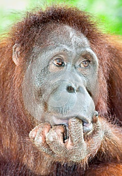 Orangutan in the jungle of Java, Indonesia