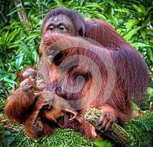 Orangutan with juvenile