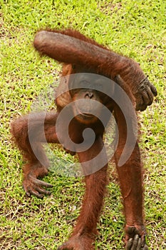 Orangutan Kalimantan close up details of the Kalimantan orangutan, orangutans in the wild. The Cute Orangutan from Borneo,