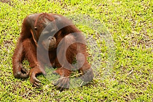 Orangutan Kalimantan close up details of the Kalimantan orangutan, orangutans in the wild. The Cute Orangutan from Borneo,