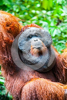 Orangutan in kalimantan tanjung puting national park indonesia