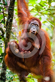 Orangutan kalimantan tanjung puting national park indonesia