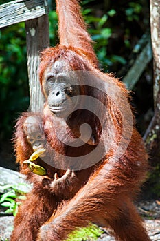 Orangutan kalimantan tanjung puting national park indonesia