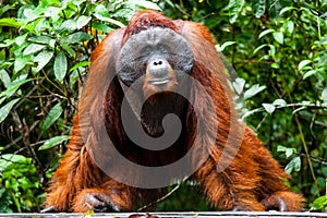 Orangutan kalimantan tanjung puting national park indonesia