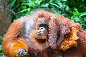 Orangutan kalimantan tanjung puting national park indonesia