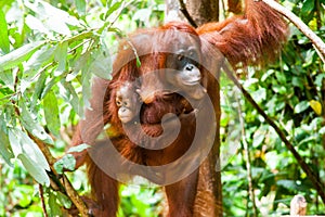 Orangutan kalimantan tanjung puting national park indonesia