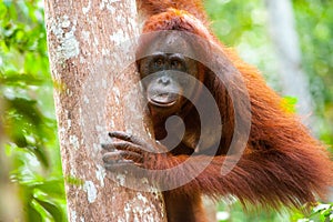 Orangutan kalimantan tanjung puting national park indonesia