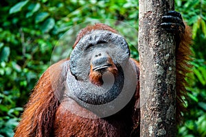 Orangutan kalimantan tanjung puting national park indonesia