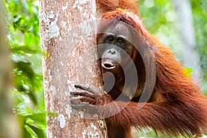 Orangutan kalimantan tanjung puting national park indonesia