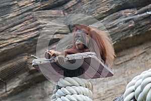 An orangutan Lat. Pongo with a long orange coat sitting on a high platform of the aviary in the zoo on a clear sunny day. Animal