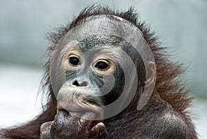 Orangutan licking the fingers (Pongo pygmaeus) photo