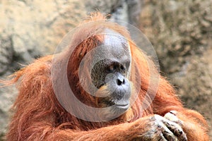 Orangutan looking at his hands