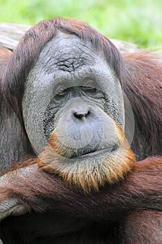 Orangutan looking pensive