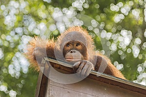 Orangutan looking