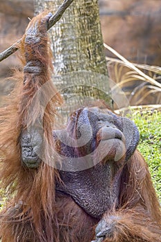 Orangutan Looking Up, Pondering