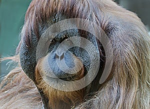 Orangutan male.