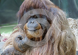 Orangutan male.