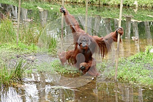 Orangutan male with cheek pads crossing water