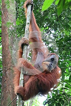 Orangutan Male climbing