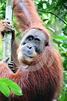 Orangutan Male Portrait