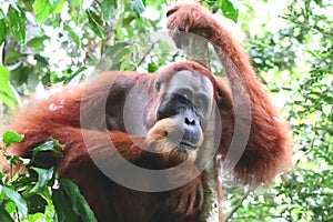 Orangutan Male Thinking