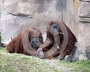 Orangutan Monkey Animal Stock Photos.   Orangutan Monkey animal  couple close-up profile view