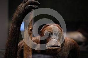 Orangutan monkey close up