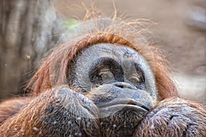 Orangutan monkey close up portrait