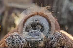 Orangutan monkey close up portrait